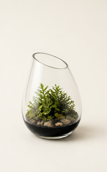Mini Terrarium Vessel by SimpliDwell