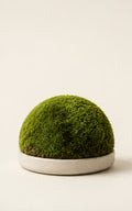 Moss Glass Dome by SimpliDwell
