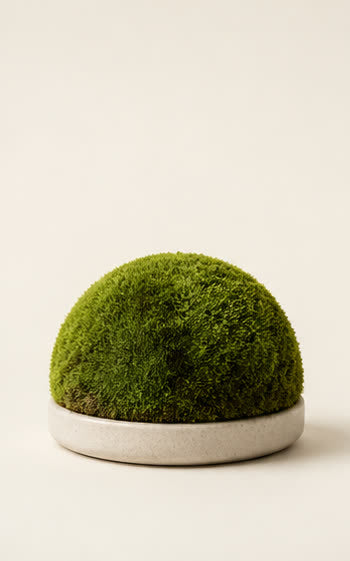 Moss Glass Dome by SimpliDwell